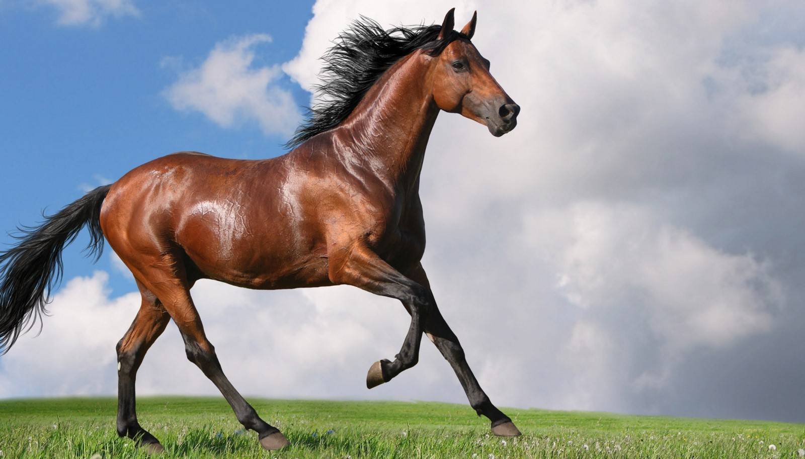 Игреневая масть лошади — описание и фото масти