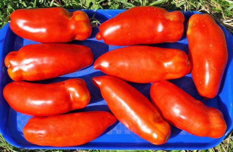 Экзотическая разновидность помидоров для настоящих гурманов – перцевидные томаты для салатов и консервации
