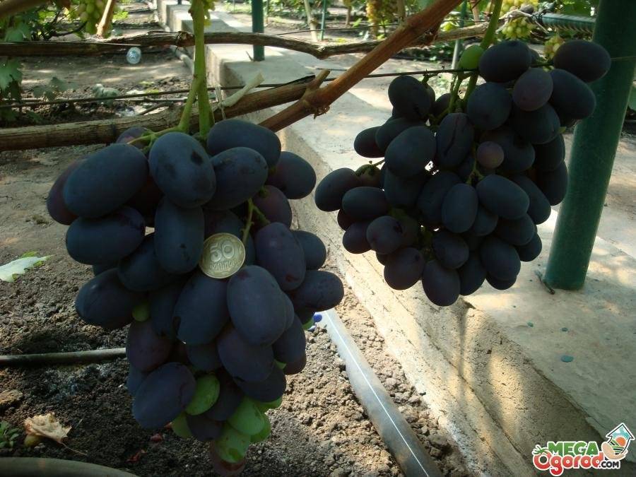 Виноград — фуршетный: описание внешнего вида сорта и фото, посадка и уход за виноградом, укрытие на зиму
