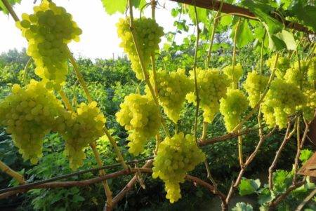 Виноград без косточек: сорта и их свойства