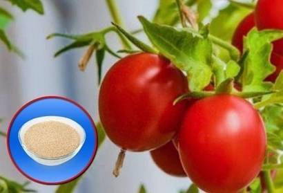 Подкормка помидоров дрожжами – как и когда использовать дрожжевую подкормку