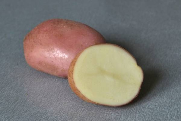 Сорт картофеля романо. описание, характеристика, фото