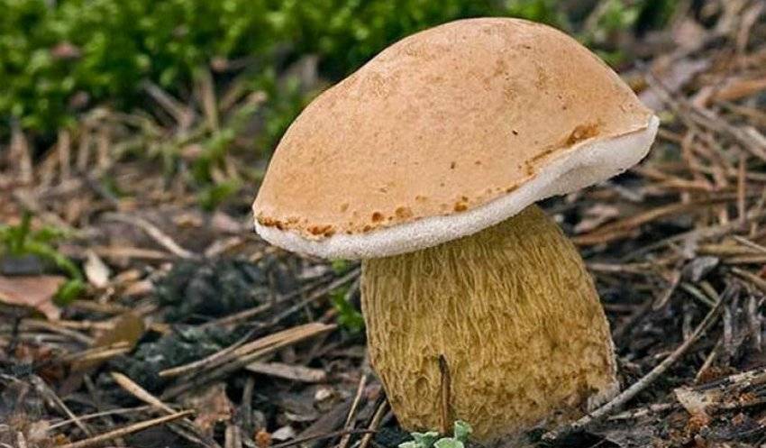Белый гриб в лицах, или какие бывают боровики? описание, фото — ботаничка.ru