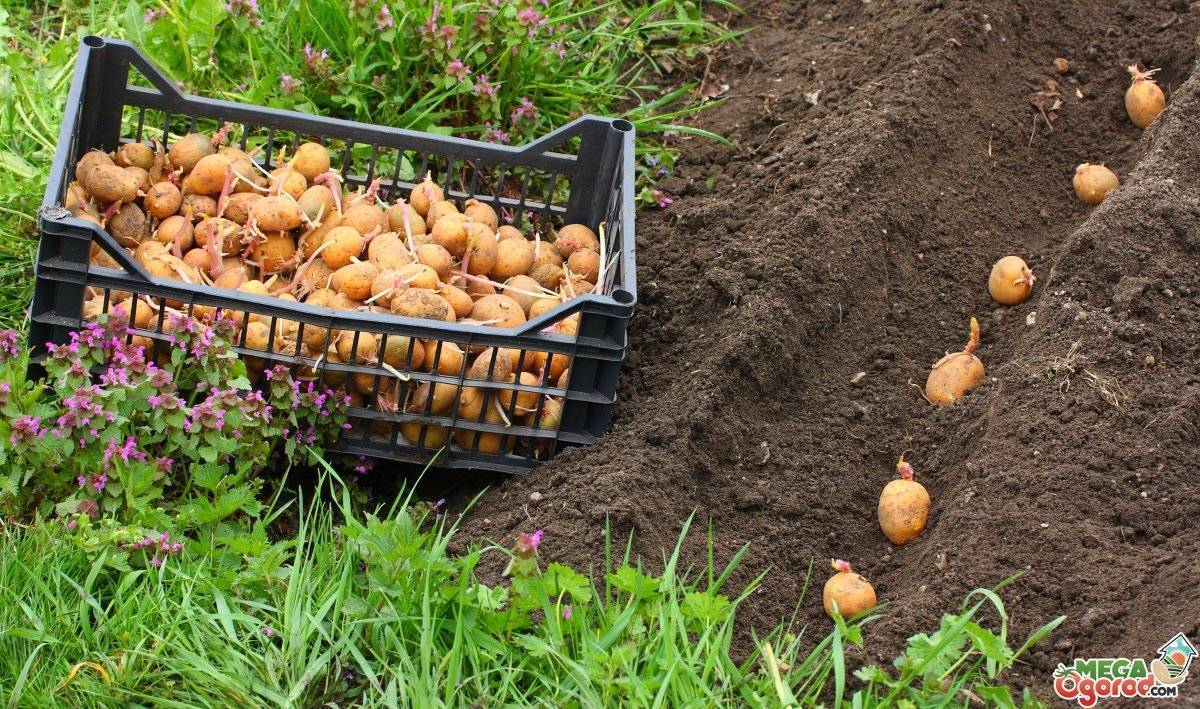 Методы и технологии выращивания картофеля