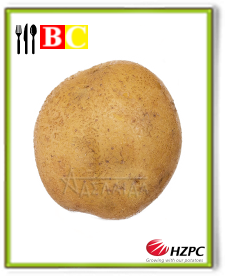 Сорта голландского картофеля эволюшн