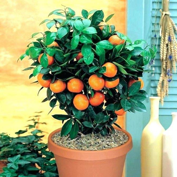 Апельсиновое домашнее дерево: выращивание в горшке