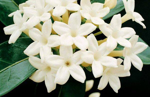 Жасмин — фантастически ароматный и нежный цветок + 93 фото