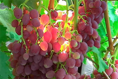 Виноград красень: описание, фото, видео и отзывы