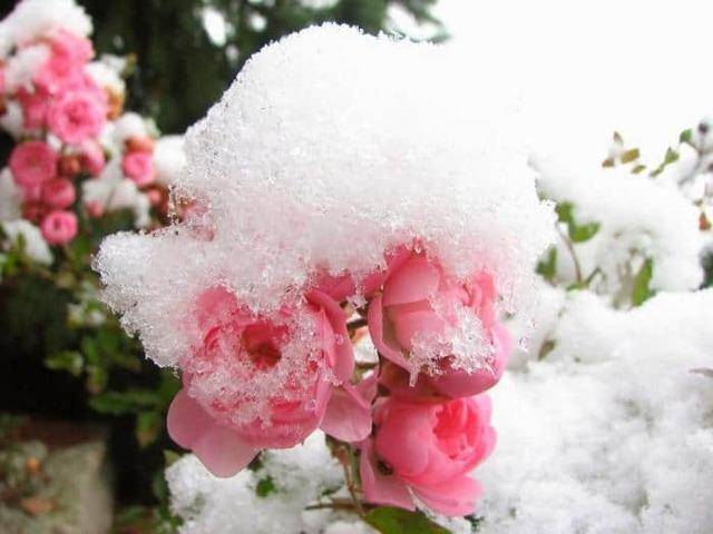 Как укрыть розу на зиму: когда и чем укрывать