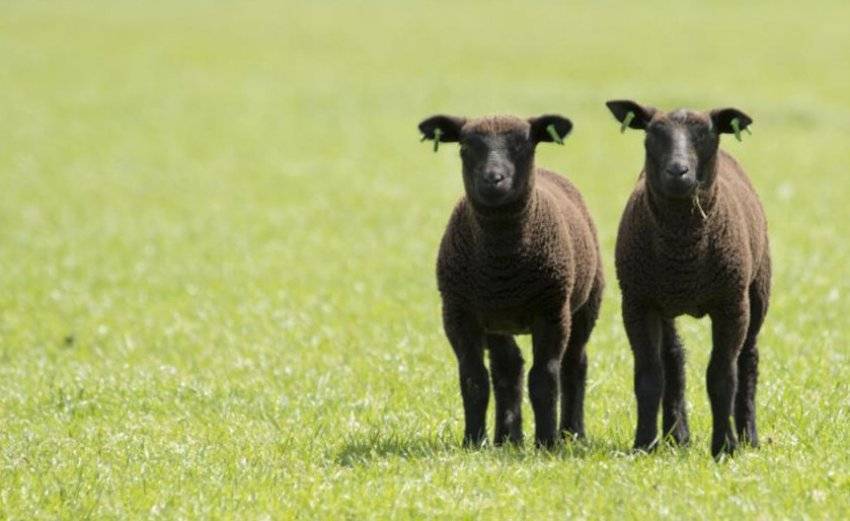 Карачаевская порода овец: фото, характеристика