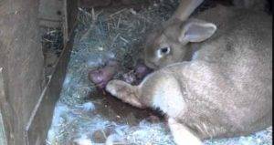 Сколько длится беременность у кроликов, срок сукрольности крольчихи.