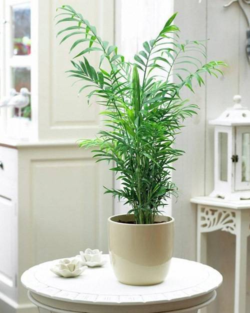 Красивые и неприхотливые комнатные растения с описанием и фото