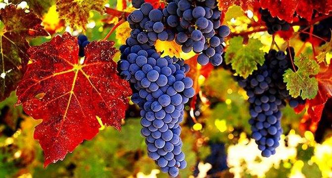 Польза красного винограда для вашего здоровья