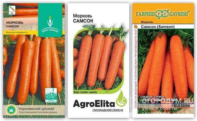 Морковь «самсон»: описание, посадка и уход