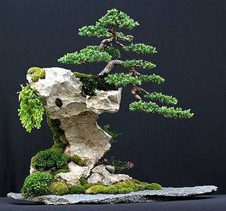Дерево бонсай: как вырастить, виды и уход, сколько растет, китайский набор, как посадить, что символизирует