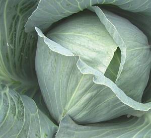 Характеристика капусты салатного сорта аммон f1