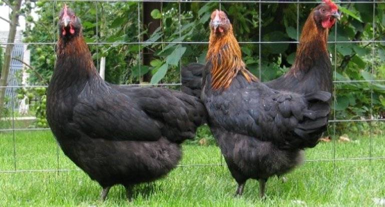 Черная шуменская порода кур – описание с фото и видео