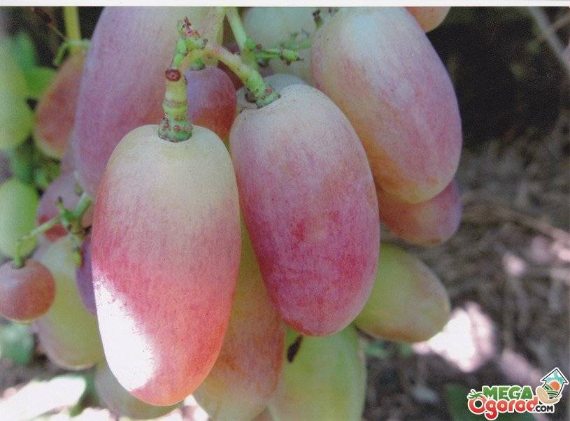 Описание сорта винограда юлиан: фото и отзывы | vinograd-loza