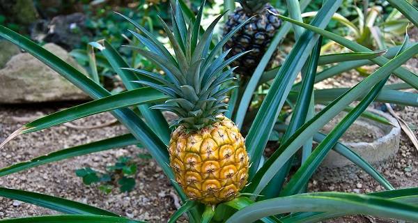 Как вырастить ананас в домашних условиях: нюансы выращивания