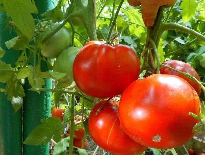 Томат "персик" - описание сорта помидоров: жёлтого, розового f1, а также красного русский фермер