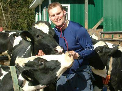 Как лечить эндометрит у коров