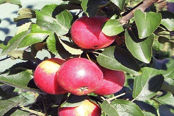 Описание и характеристики яблони сорта заветное, посадка и уход