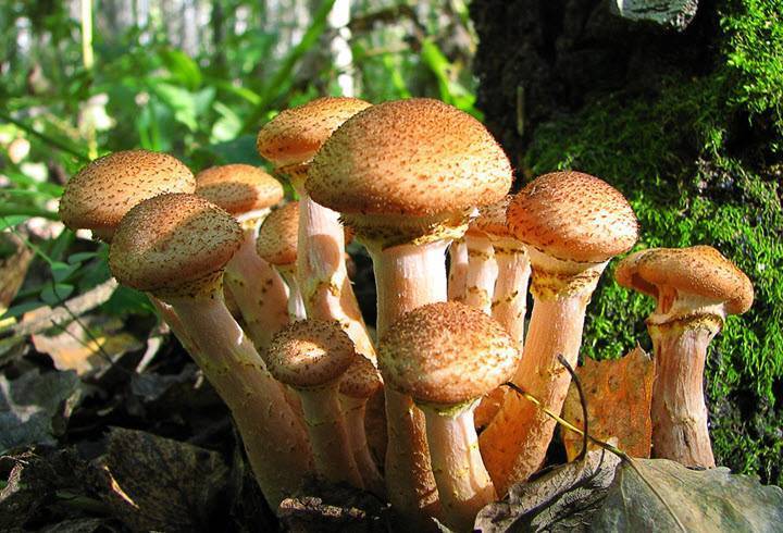 Сколько варить грибы? как варить сушеные и замороженные грибы? | женский журнал tatros.info