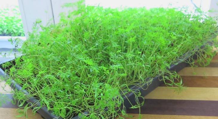 Укроп на подоконнике: выращивание зелени в домашних условиях