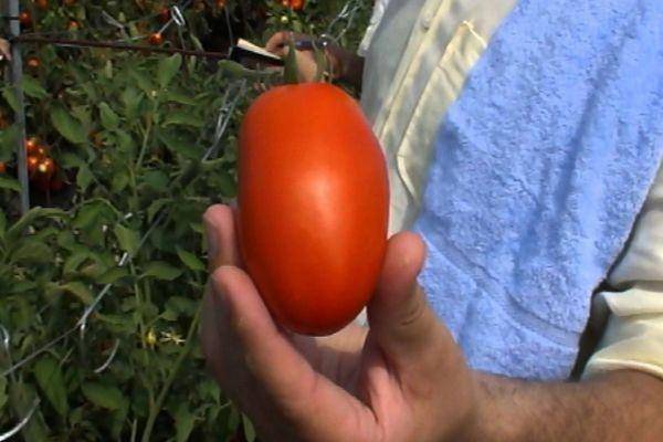 Торквей: описание сорта томата, характеристики помидоров, посев