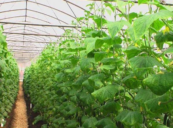 Выращивание огурцов в теплице из поликарбоната: советы