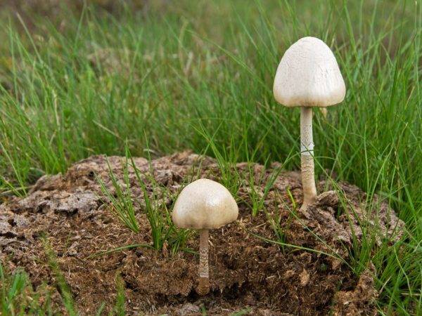 Где искать гриб навозник и с чем его едят