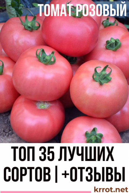 Описание томатов серии инжир: розовый, красный и желтый
