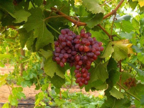 Виноград "краса никополя": описание сорта, фото и отзывы