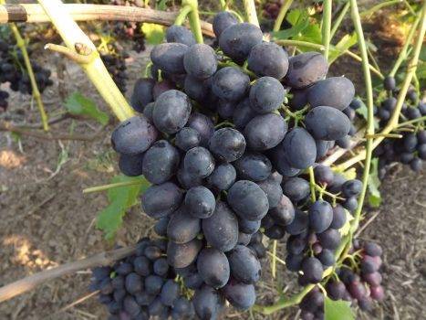 Раннеспелый сорт, простой в выращивании и уходе — виноград «забава»
