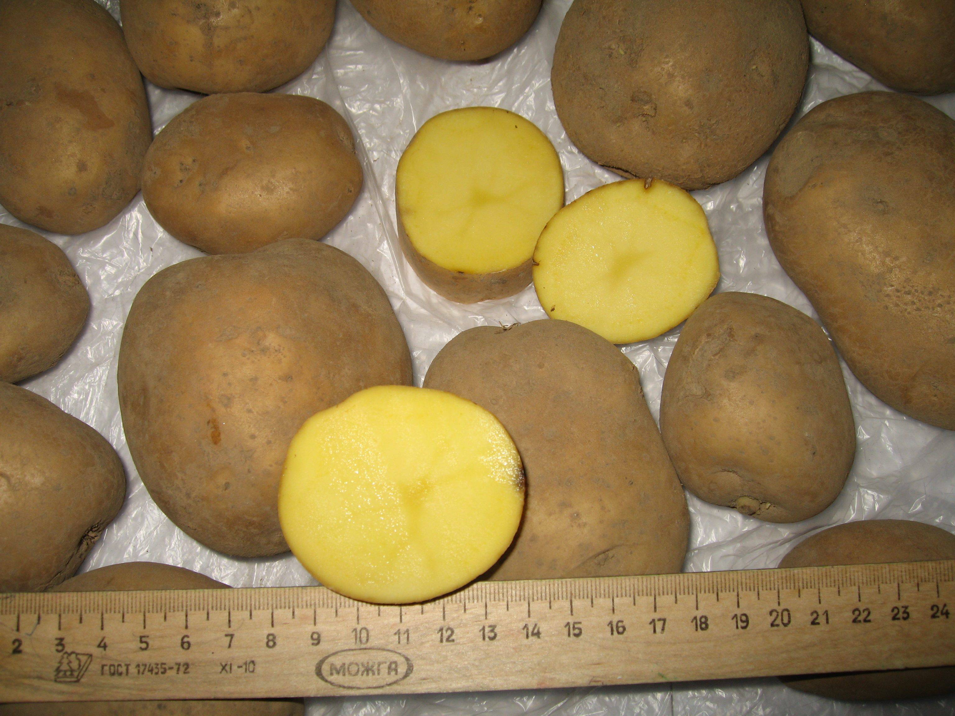 Сорт картофеля ласунок: описание и характеристика, отзывы