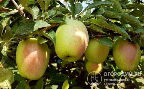 Яблоня северный синап: описание сорта и его фото, характеристики и особенности выращивания selo.guru — интернет портал о сельском хозяйстве