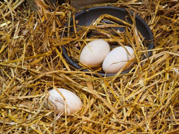 Индюшиные яйца: польза и вред, чем отличаются от куриных, как использовать