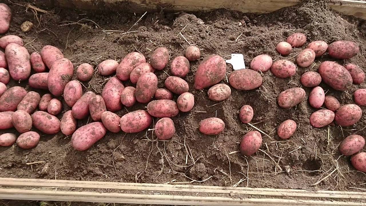 Описание сорта картофеля лабадия