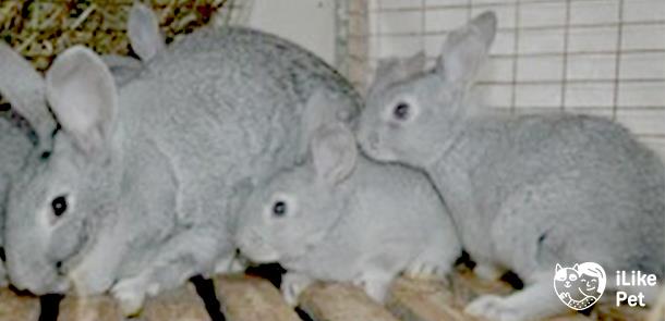 Кролики «советская шиншилла»