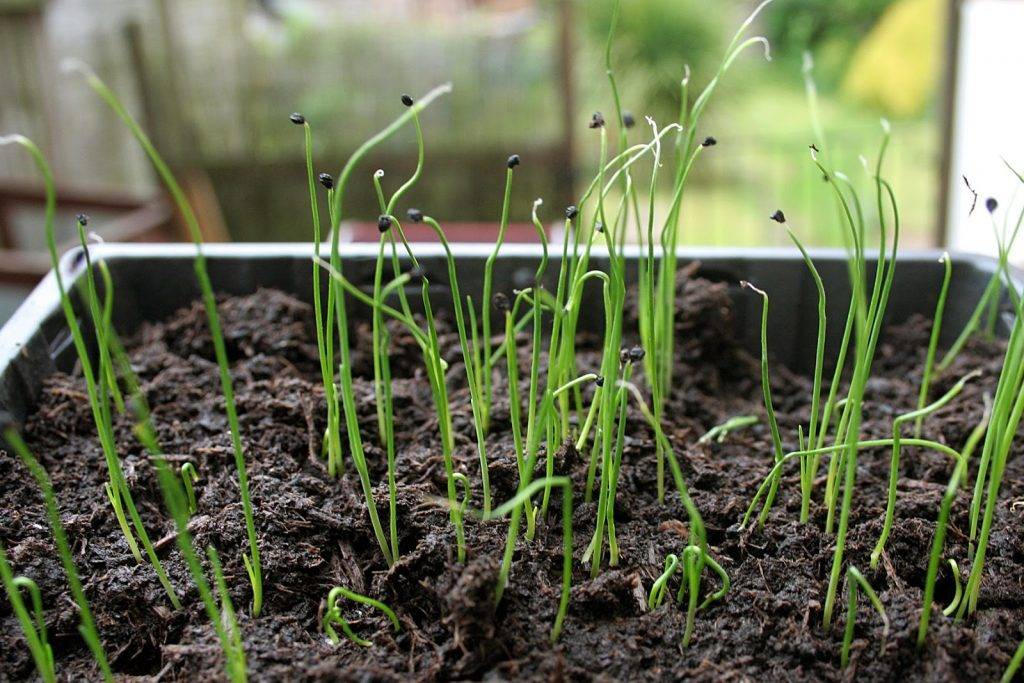 Как выращивается лук-чернушка на рассаду – сроки и правила посева