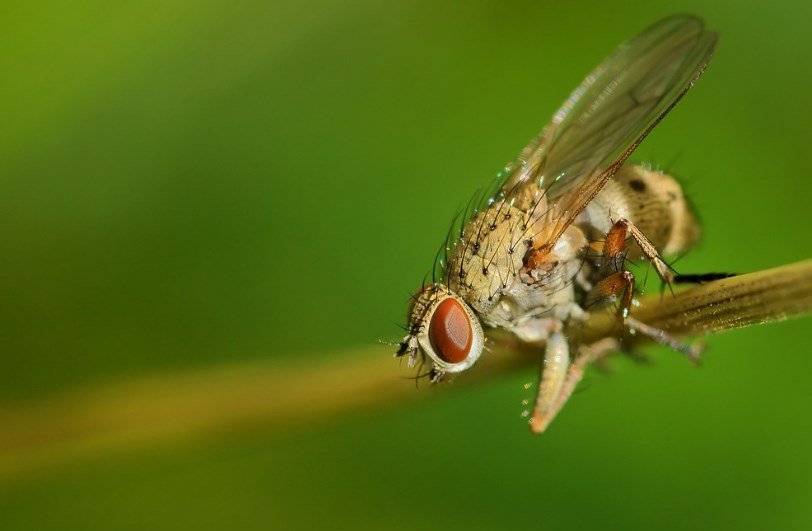Луковая муха: как с ней бороться, чем обработать лук перед посадкой в качестве профилактики, народные средства и химические препараты