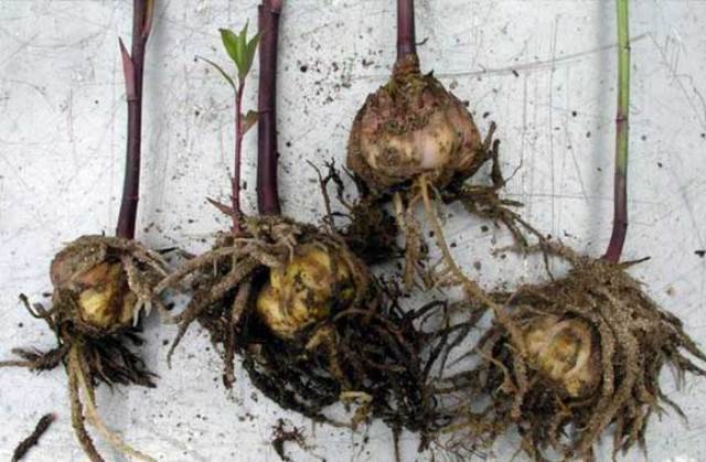 Хранение луковиц лилий зимой в домашних условиях до посадки весной