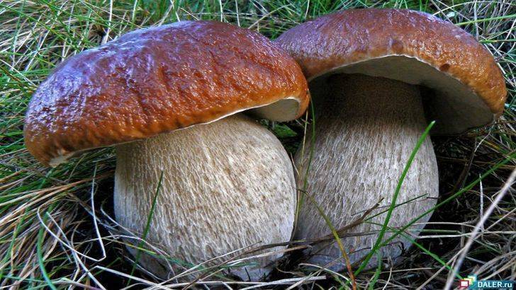 Значение грибов