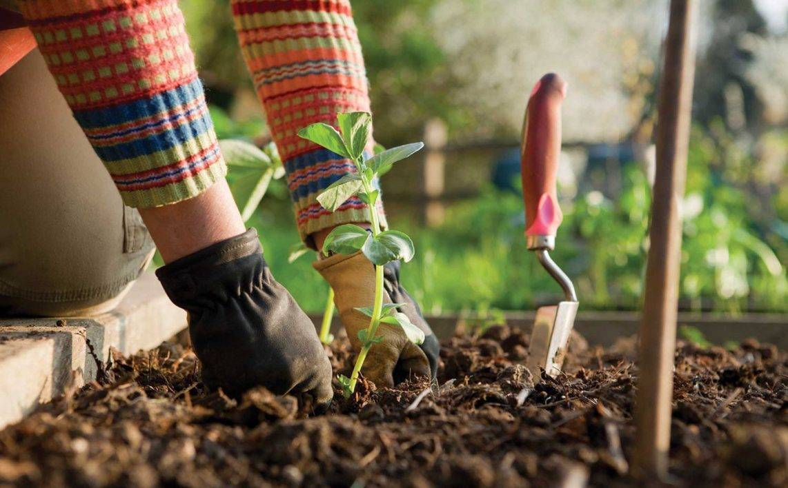 Аммиачная селитра или нитрат аммония: состав, свойства удобрения, применение в садоводстве и на огороде