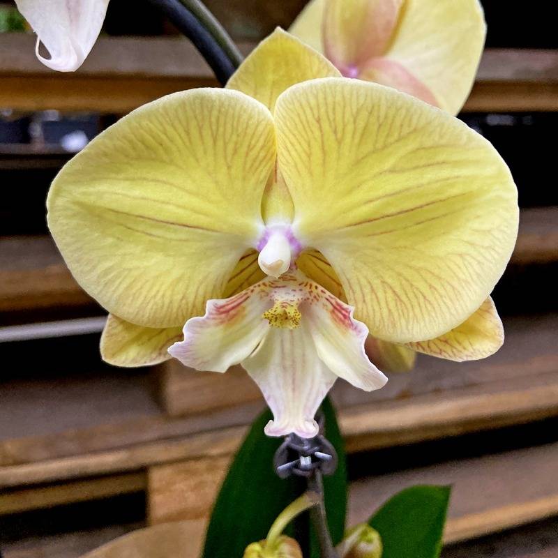 Фаленопсис биг лип: что это такое, какое еще бывает название орхидеи, как правильно ухаживать, а также фото цветка белого, черничного и другого варианта окраски selo.guru — интернет портал о сельском хозяйстве