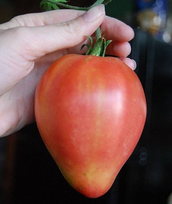 Описание, характеристика и выращивания томата лентяйка