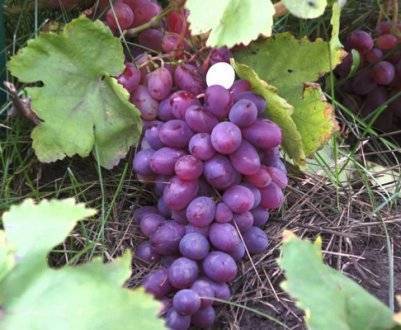 Описание сорта винограда августин