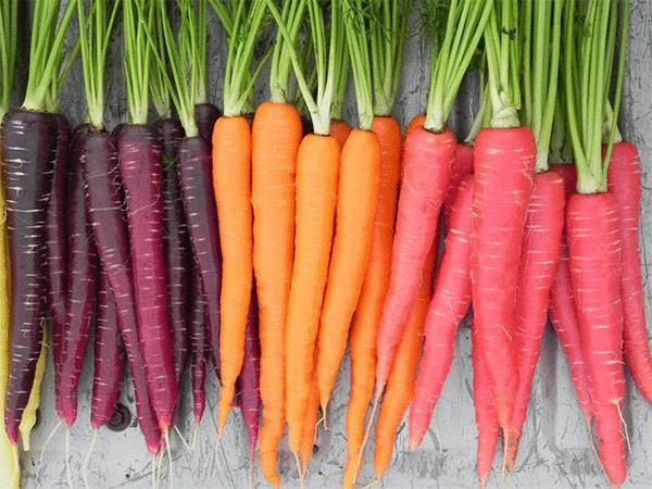 Морковная ботва: польза и вред для организма