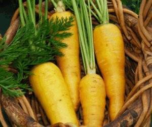 Почему у моркови сердцевина белая: большая и бледная, а не оранжевая или желтая внутри