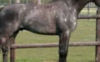 Описание и особенности лошадей голштинской породы, правила содержания и цена